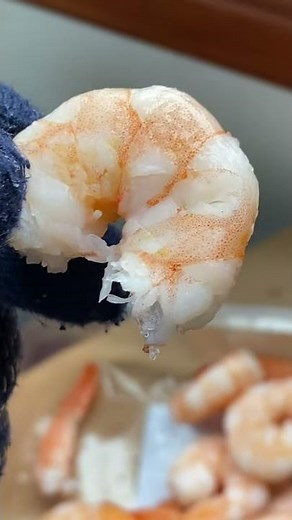 day 26 of feeding my pet seagull to gain his trust