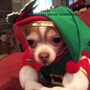 104K views · 9.3K reactions | CHOCOs Charms, hogwash, respectfully submitted by my friend Miss Betty. Tap or press white arrow❤️ | Choco the Macho Chihuahua | Facebook