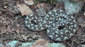 Long nose horned sand viper (Vipera ammodytes) venomous snake coiling in defensive position, before attack striking