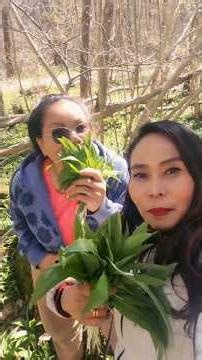 PANEN BAWANG HUTAN SWEDIA #panen #bawangdaun #harvest #spring #sweden