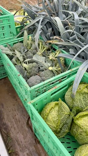 Zelenjava nabrana 🥰 Na voljo ta teden: • BIO krompir • BIO korenje • BIO ptujski luk • BIO pesa • BIO maslene buče • BIO pastinak • BIO por • BIO listni ohrovt • BIO ohrovt – glava • BIO brokoli • BIO zelje in seveda polno vložnin ter BIO kislo zelje in BIO kisla repa💚 💚 | BIOdinamična kmetija Kelenc