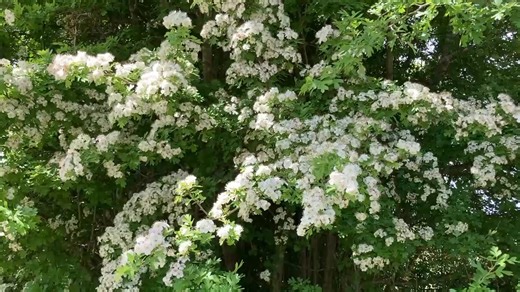 Hathorne flowers | Danuta Hulajko