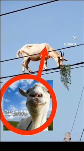 #Goat Simulator