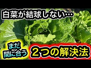 Signs and timing for harvesting Chinese cabbage. What to do if it doesn't form a head! Reasons wh...