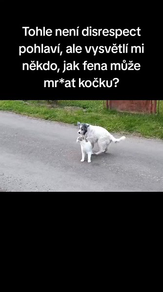 Understanding How a Dog Can Mate with a Cat Explained