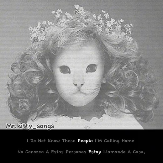 Mr.Kitty- 44 Days #song #mrkitty | mr kitty