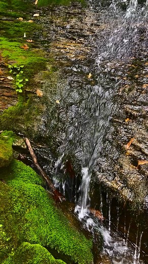 Kentucky Waterfall spring flowing from cave #drylandfish #morelmushrooms #backwoods #Kentucky #kentuckyhills #hillcountry #waterfall #hillbilly #springtime #Adventure #caves #hikingadventures #apalachicola #outdoors | Dry Land Fish