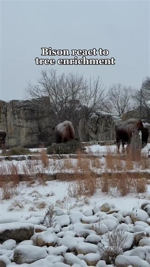 Bison Play with Christmas Trees for Enrichment