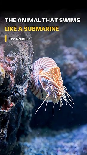 The Animal That Swims Like a SUBMARINE! 🐚⚓ #Shorts #Wildlife