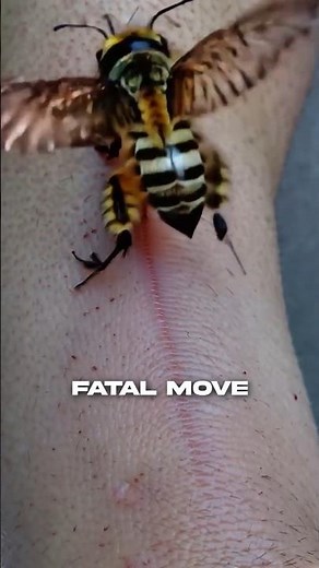 The Truth About Bee Stings!