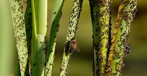 Voici comment éliminer les pucerons du jardin sans produits chimiques !