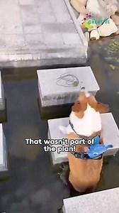 When your cat squeaks instead of meowing. | Creative Company