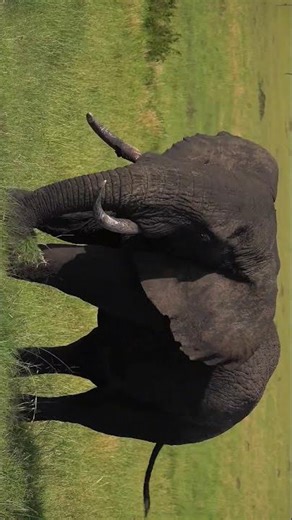 Big Bull Elephant at Sunset | Northern Serengeti Safari with a Private Guide