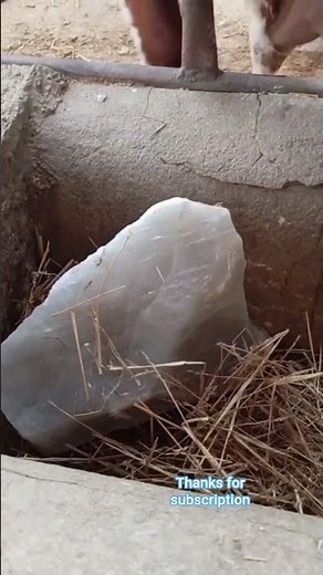 Salt blocks for cattle nutrition