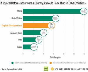 Five ways to tackle global deforestation