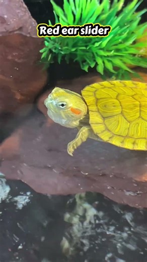 Red ear slider #turtle