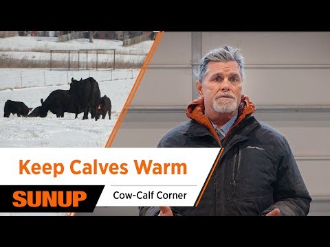Protecting Calves From Hypothermia This Spring | Cow-Calf Corner