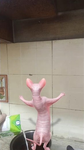 Sphynx Cat Dance 😻💃 | Cutest Hairless Cat Ever | Funny Cat Moments 2025 | CatsWorldShabeenKhan