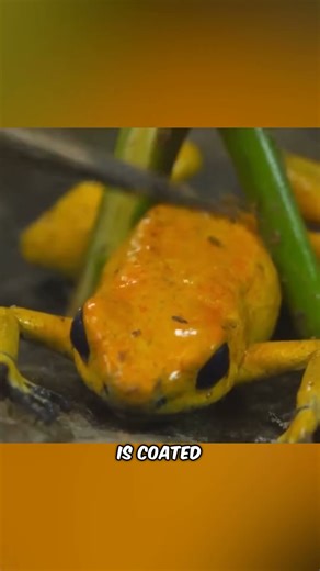 Tribesman Uses Frog to Hunt a Monkey Instantly! #shorts