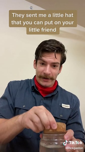 Marimo: The Cute and Unique Algae Sphere