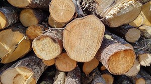 Wemotaci serves Quebec with formal notice to suspend logging on territory