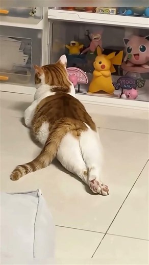 Cat sleeping positions part 1 #funny #cats #funnyanimals #relaxing #cute