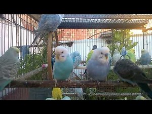 Discover the Rarest Budgie Colors A Stunning Showcase! 💖💚