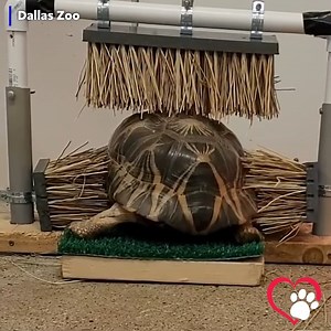 203K views | “Ahh, that’s the spot!”  Sunny the turtle has his own shell scratch device! Source: Dallas Zoo | Gray Media Digital Content Center | Facebook