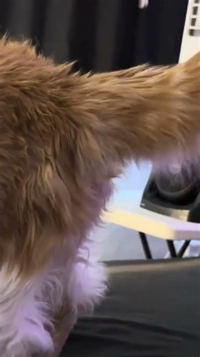 Dexter's beef with the backscratcher! 😂 Angry swats & zoomies 🐾 #cats #funnycats #shorts