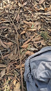 45 reactions · 4 comments | Diamond Python from Albion Park | Illawarra Snake Catcher | Facebook