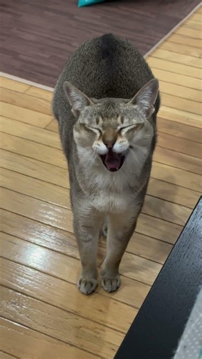 Opera singing 🎵#funny#cat#viral#shorts#pets#kitty
