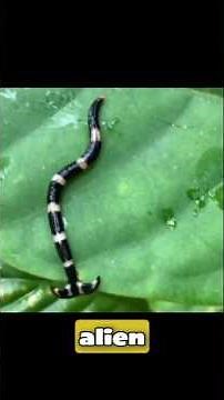 The Toxic "Alien" Invading American Lawns Right Now. #shortsfacts #alien #worms