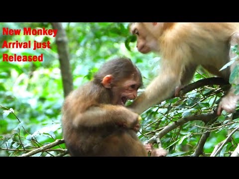 New Monkey Joins the Troop — A Curious Introduction