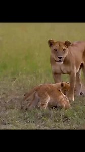 10K views · 260 reactions | 14 day wildlife and gorilla trekking...