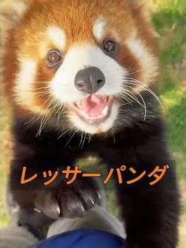 A couple living overseas stumbled upon a red panda lying unconscious on their way home. #animals