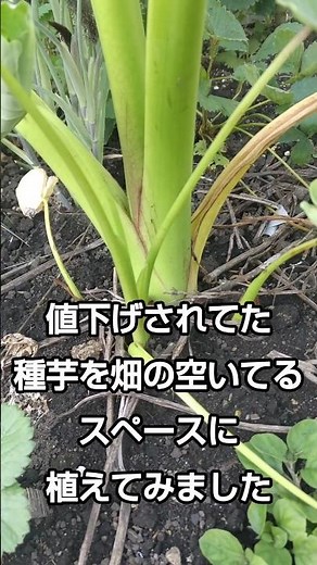 植え付けから育てるサトイモの簡単な栽培方法【里芋収穫】Easy way to grow taro from planting [Taro Harvesting] #サトイモ #種イモ #収穫