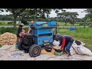 FAST AND EFFICIENT! WATCH HOW FARMERS SHELL CORN USING MODERN TECHNOLOGY! - Agriculture Farming