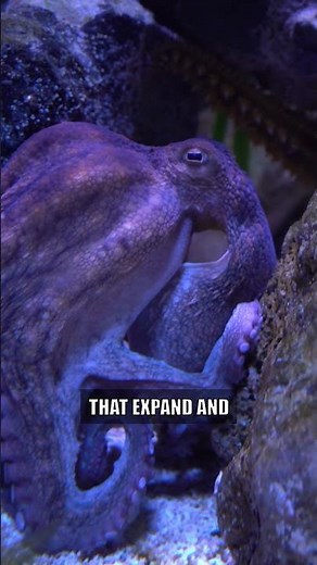 The Secret Mechanisms of Octopus Color Change