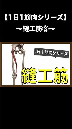 【1日1筋肉シリーズ】縫工筋③