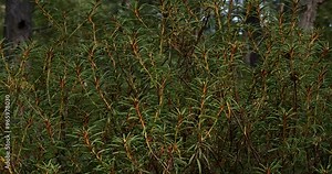 Marsh Labrador tea (Rhododendron tomentosum) in in their natural habitat. It is used in herbalism to make an herbal tea called 'Labrador tea'.