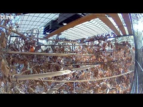 Cardinal enjoying the protective structure