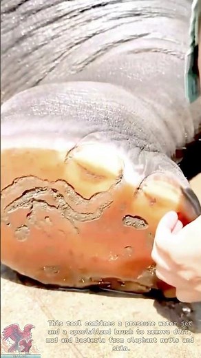 Animal Care || Elephant Foot Cleaning Tools