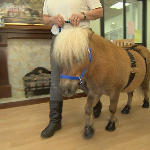 809K views · 2.8K reactions | Specially trained Shetland ponies are visiting Aberdeen dementia hospital patients as part of a new therapy. More: bbc.in/2LvpyB9 | BBC Scotland News | Facebook