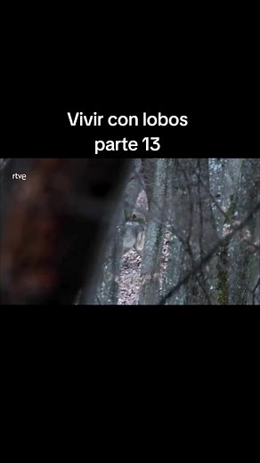 Vivir con Lobos Una Historia Fascinante Parte 13 #documental #lobos #documentalesenespañol