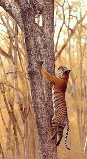 Unbelievable! Tiger Chases Cheetah UP A TREE | Rare High-Speed Climbing Battle #TigerVsCheetah