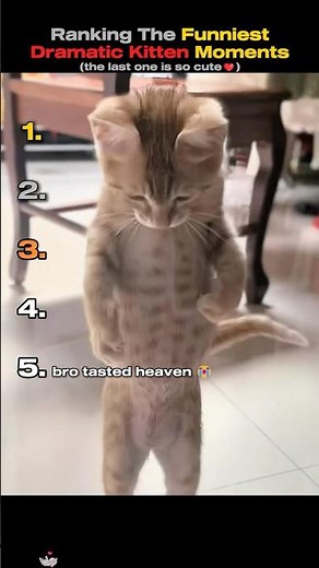 Ranking The Funniest Dramatic Kitten Moments🎭😹 #cutecat #catmemes #cat #funnymoments