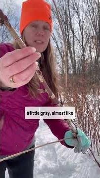 Zone 5b raspberry trimming, in snowshoes - it’s February after all! Raspberry Trimming