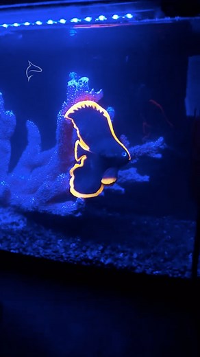 Bring your aquarium to life with Aquatop’s silicone sea creatures...