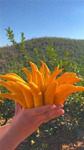 You Won’t Believe This Is a Fruit "Buddha's Hand" 🍋😱 #fruit #rarefruit #amazing