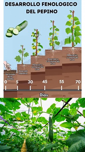 🌱 Desarrollo Fenológico del Pepino (Cucumis sativus) 🥒 | Interés Agronómico